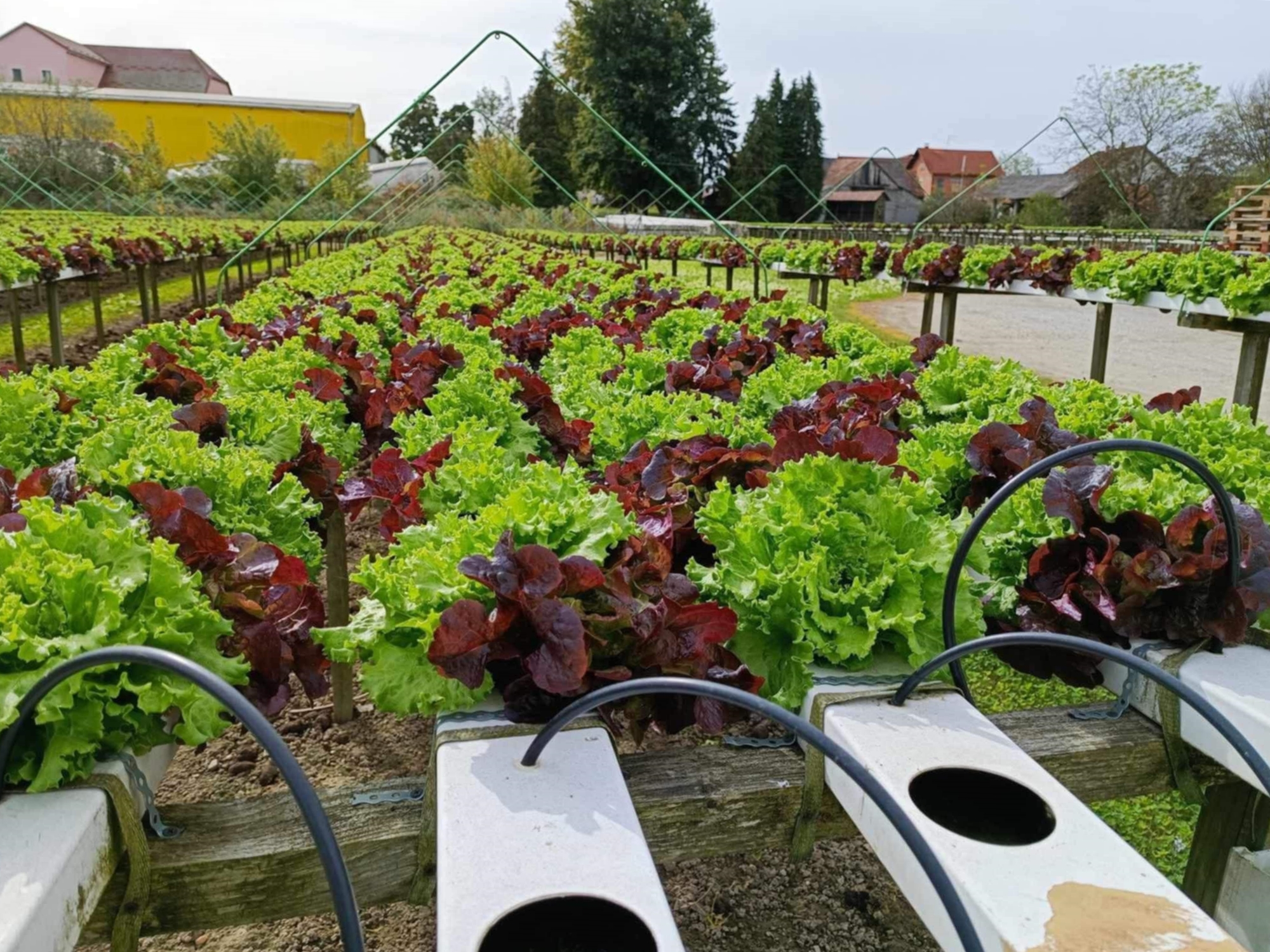 Odustali od stočarstva i postali uspješni povrćari